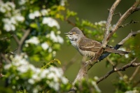 Penice vlasska - Sylvia nisoria - Barred Warbler 5395